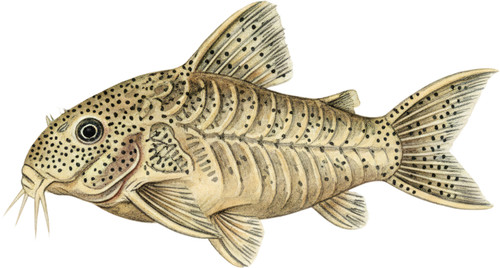 Corydoras fish self - corydoras,