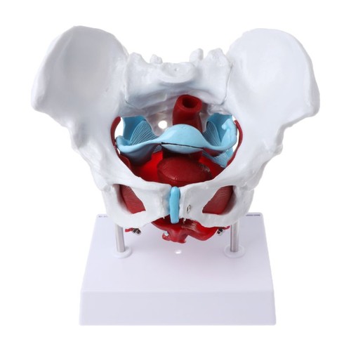 Female pelvis pelvic floor - pelvic,
