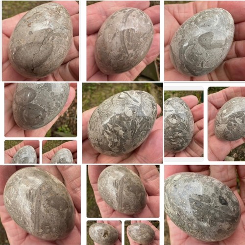 Large fossil jasper polished - large,