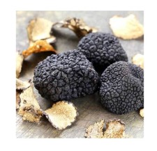 Tuber Melanosporum Truffle