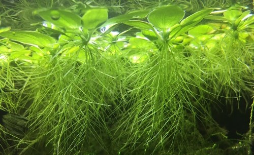 Water lettuce pistia - 30,