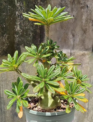 7x25cm rarecactus dorstenia - 7x25cm,