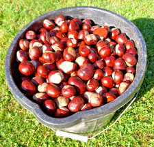 10KG/600ish Conkers Horse Chestnut Seeds Crafts Insect repellent PICKED Sept/Oct