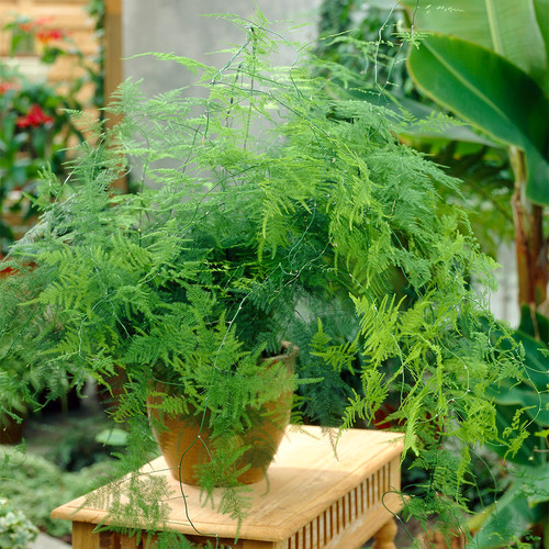 Asparagus plumosus indoor - plumosus,