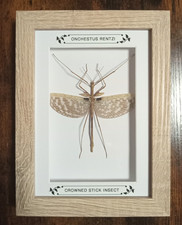 Real framed stick insect - stick, in