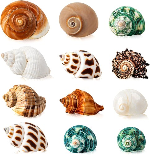 12pcs hermit crab shells - 12pcs, |