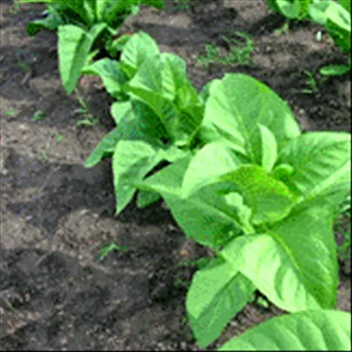 Paris wrapper tobacco seeds - seeds,