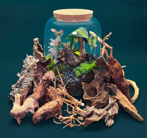 Terrarium wood pieces - wood, sized