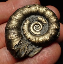 Pyrite Eteoderoceras