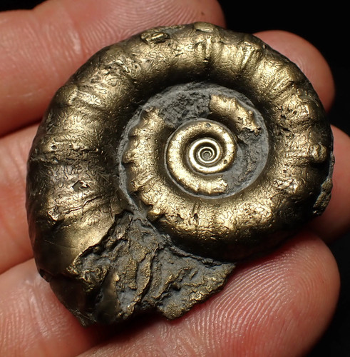 Pyrite eteoderoceras - pyrite,