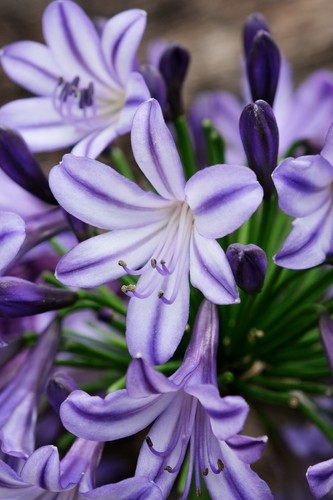 Agapanthus a - (african, lily)