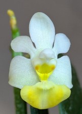Phalaenopsis lobbii ‘Light