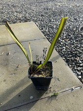 Sarracenia F120A MS giant