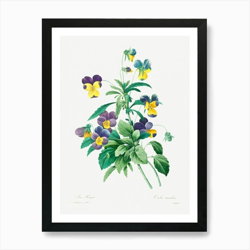 Wild pansy pierre joseph - wild, pansy,