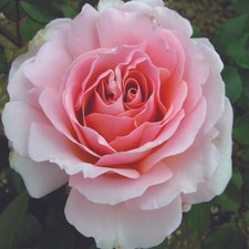 Harkness Roses, Hybrid Tea Gift Rose, The Queen Elizabeth II Rose, 4L Potted