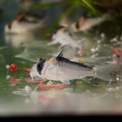 Adolfoi corydoras bottom - adolfoi,