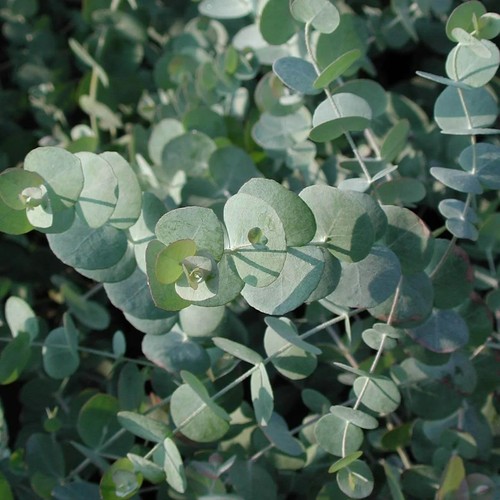 Eucalyptus cinerea silver - eucalyptus, 'silver