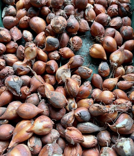 Sprengeri tulip bulbs - sprengeri,