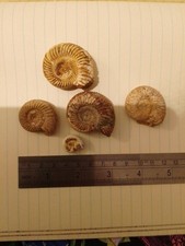 Ammonites Perisphinctes sp