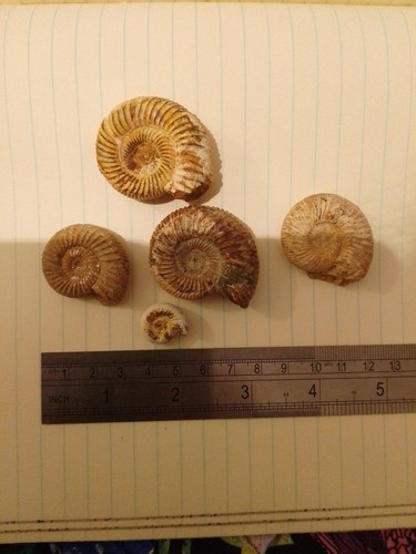 Ammonites perisphinctes - ammonites, sp