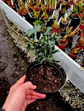 Holly Tree (perennial) Potted
