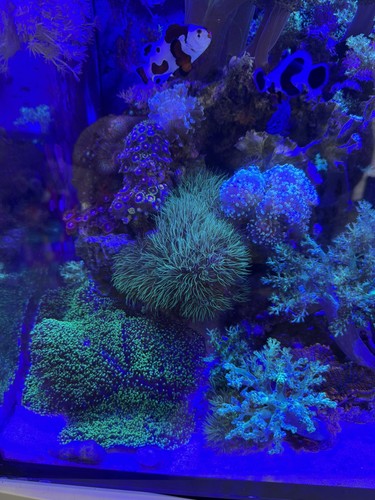 Red sea max nano - red,