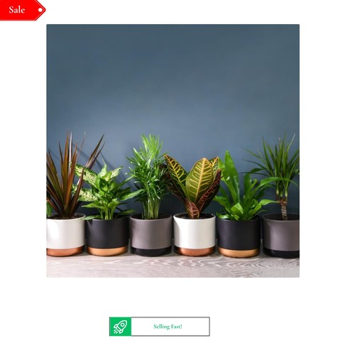 Indoor house plants - indoor,