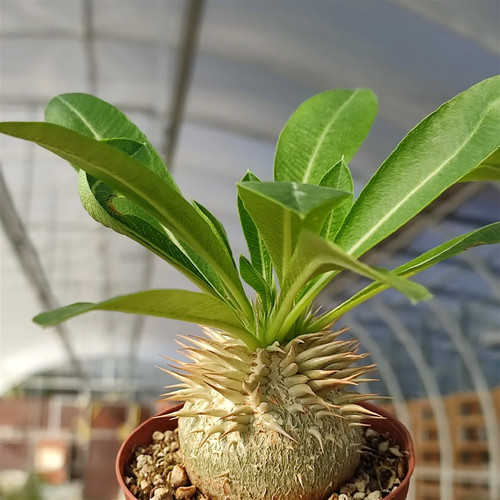 Pachypodium enigmaticum 10 - pachypodium,