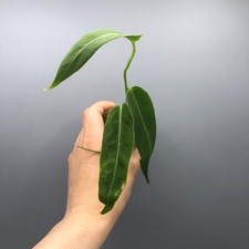 Anthurium Warocqueanum Queen -