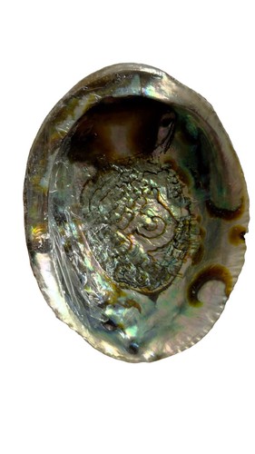 Abalone shell home décor - shell,