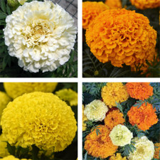 25 Sugar & Spice African