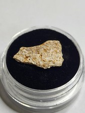 Dinosaur Fossil In Display. Spinosaurus African T-Rex Abelisaur Theropod Ref8530