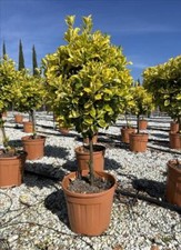 Euonymus Aureomarginata Evergreen Standard Tree 100cm+ Tall in a 15 Litre Pot