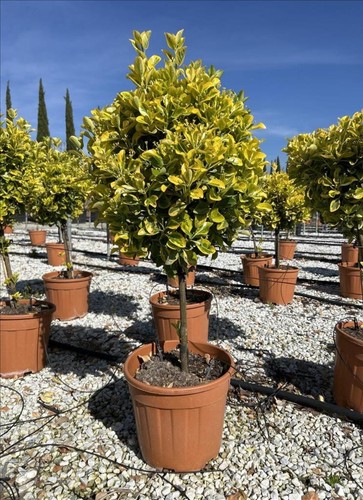 Euonymus aureomarginata - euonymus,