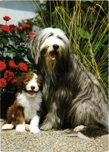 Cpm bobtail dogs - dogs, (717097)