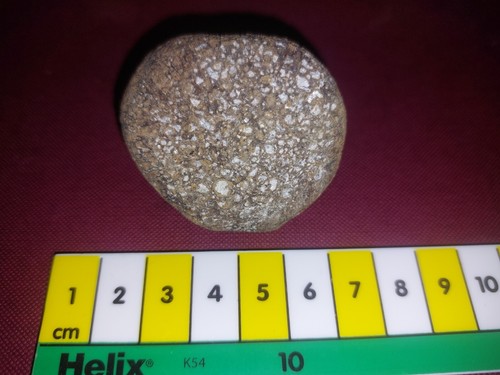 British dinosaur bone fossil