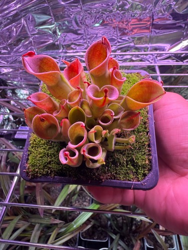 Heliamphora minor carnivorous - heliamphora,