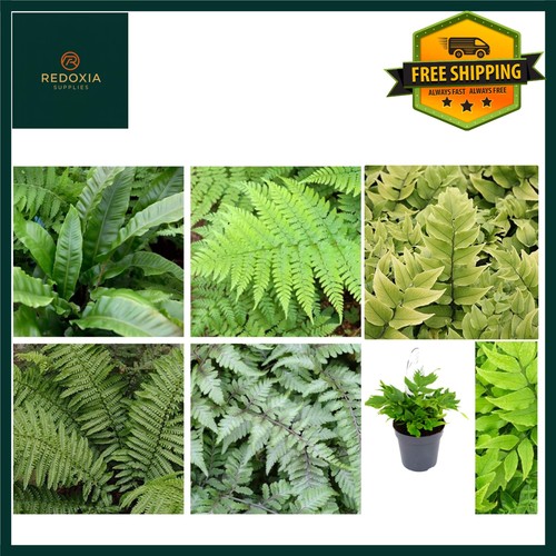 Established large garden fern - established,