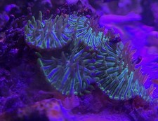 5 Green Purple Plate  LPS