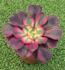 Aeonium 'Chanel' - Beautiful
