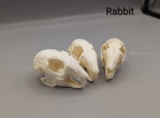 Rabbit Skulls, Oddities