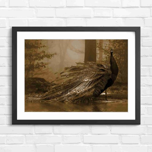 Peacock feather display art - display,