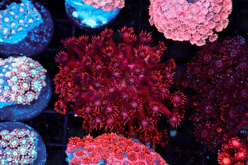 Red goniopora colony wysiwyg - red,