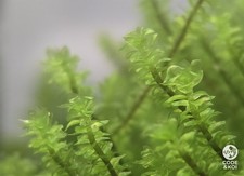 Hooker Moss Aquarium RARE -
