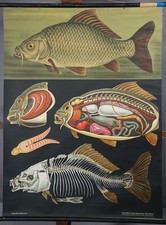 Countrycore Vintage Mural Jung Koch Quentell Carp Cyprinus Carpio