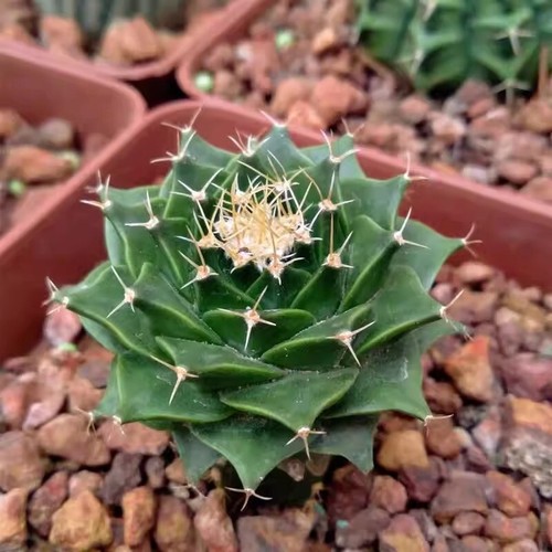 5cm succulent cactus plant - 2.5cm,