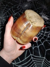 RARE Taxidermy Cow Hoof