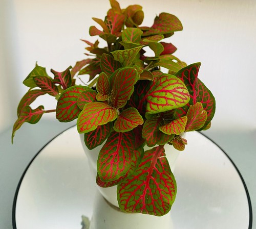 Nerve plant house - plant,