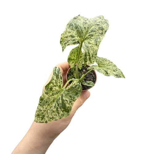Syngonium mojito mottled - mojito, 💚