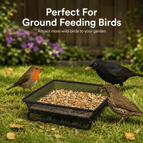 Square ground bird - square,